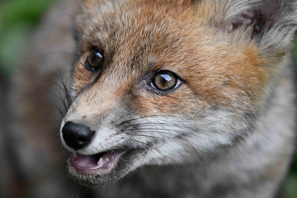 Portrait of the 2024A Red Fox Vulpes vulpes vixen cub from yesterday, showing off some of her sharp little milk teeth.