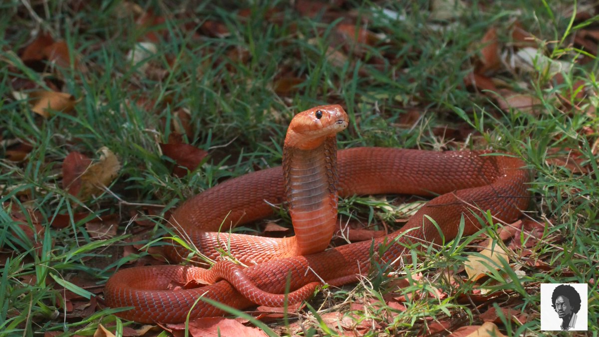 How beautiful is the dance of the red-necked spitting cobra, its elegance cloaked in venomous grace! 📍Watamu Snake Farm 📸 @LoneWalker_256