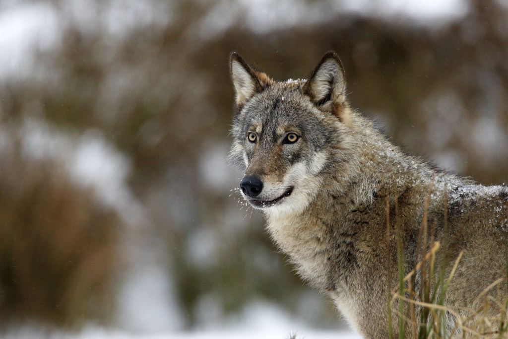 Have you ever heard about the big bad wolf ❓ Probably yes. Have you ever heard about the benefits wolves bring to our nature ❓ Probably not.
Coexistence with #wolves 🐺 is challenging but these magnificent creatures do a lot of good for our environment! #biodiversity