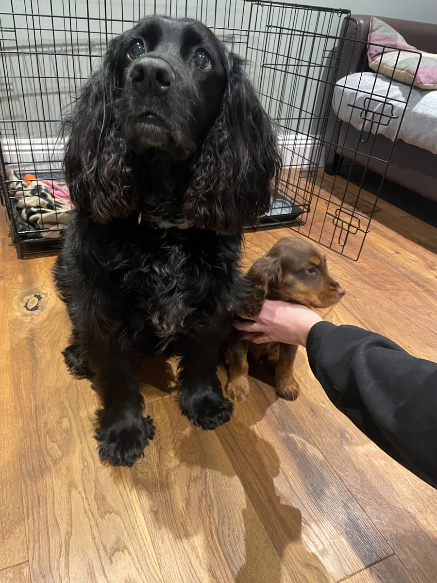 Not much better than new dog day