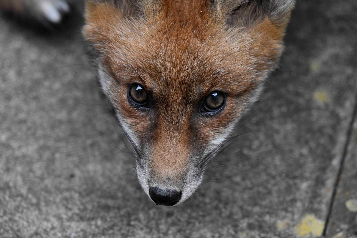 Portrait of the 2024A Red Fox Vulpes vulpes vixen cub from yesterday.