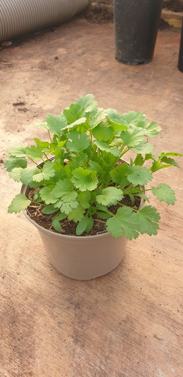 Perfect cold grown coriander 
Peatfree zero chemicals 
Home grown 
Chasewater-country-park. 
Plant hunters fairs 
Grown by the grower sold by the grower 
#ediblegarden #edibleplants 
#theediblegardennursery