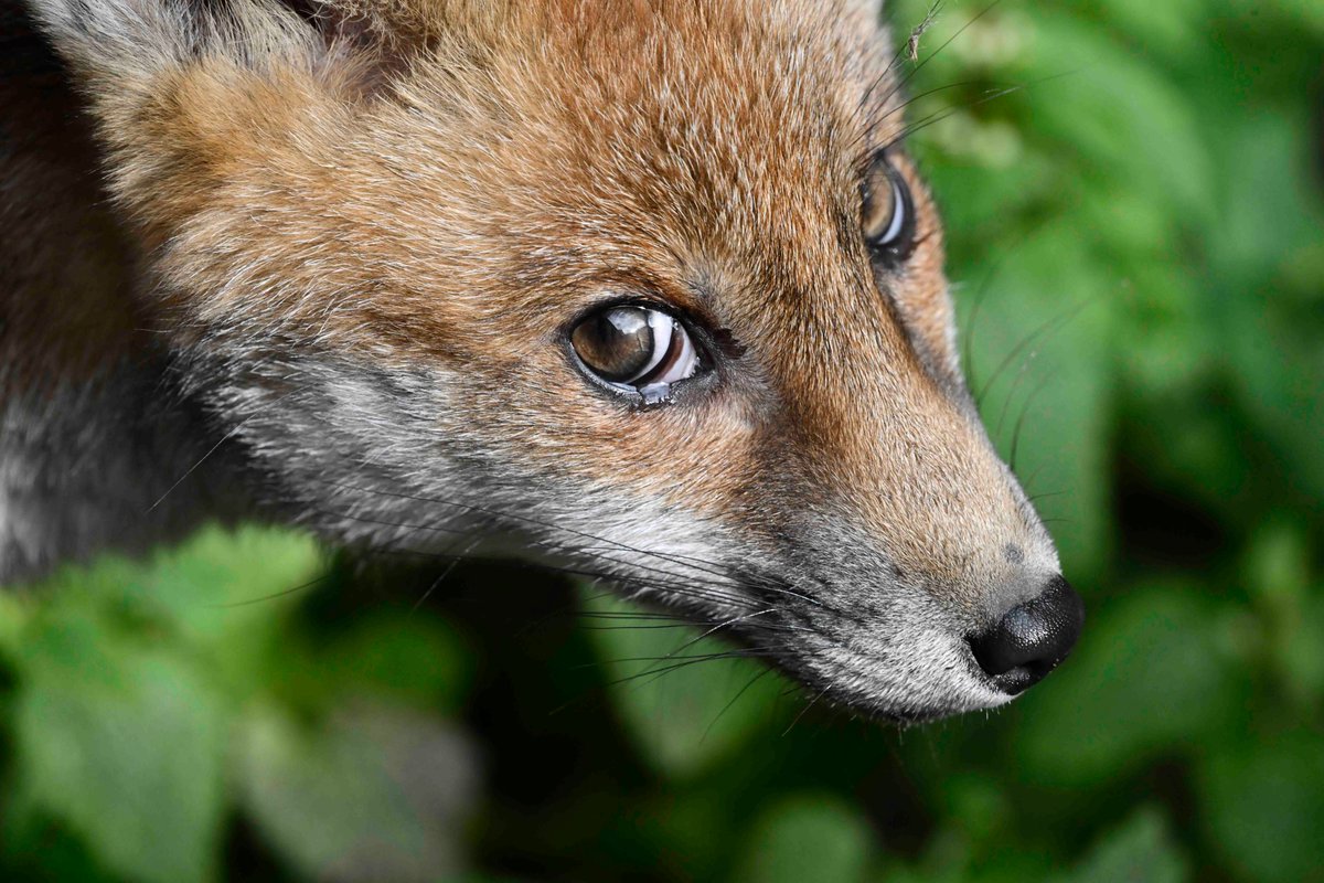 Portrait of the 2024A Red Fox Vulpes vulpes vixen cub from yesterday - and yes, the sun was shining!