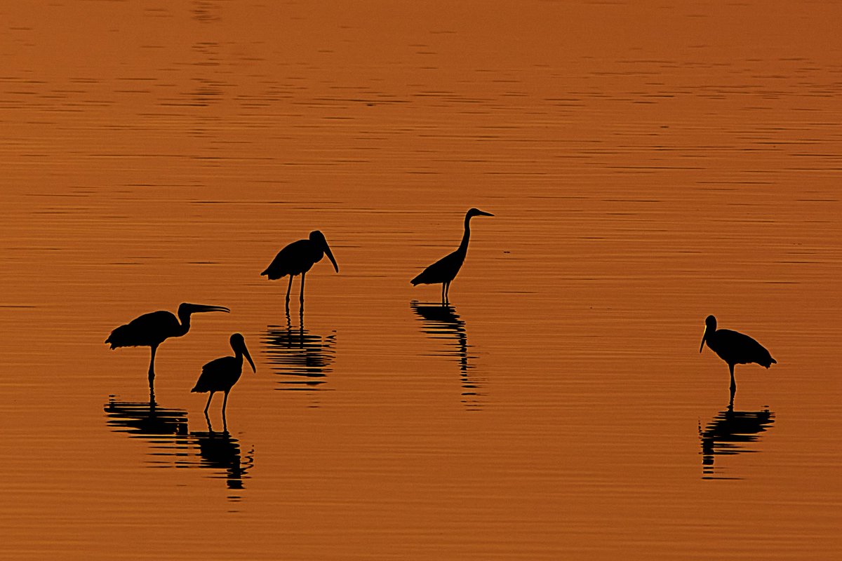 bownaankamal's tweet photo. Another reason why I love the early morning | Painted Storks | Muttukadu | India
#birdsofasia #PaintedStork #birds #birdsofindia #bird #amazingbirds #goldenhours #bownaankamal #wildlifeofindia #indianwildife #jawswildlife #silhouette #asianbirds #asianwildlife #nikon #birding #indianwildography