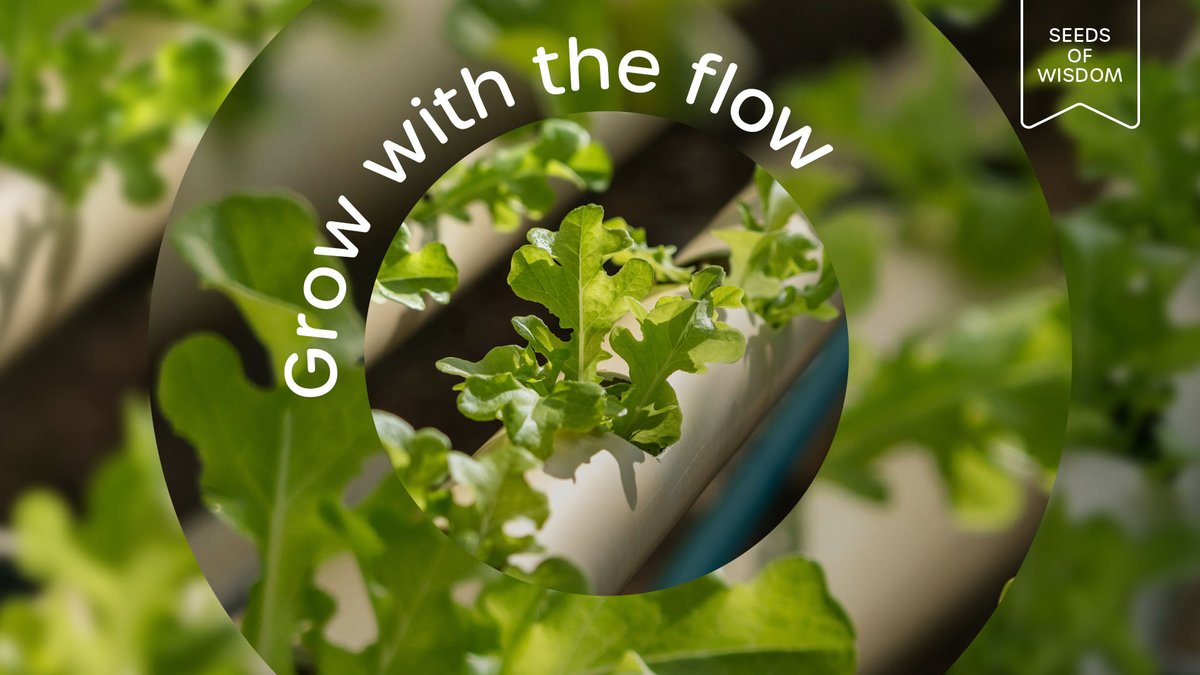 Hydroponics: growing plants using a water-based nutrient solution. We offer a dedicated breeding program with many options for different growing conditions, bringing convenience, taste, and nutrition. Explore more enzazaden.com/this-is-enza-z… #SeedsOfWisdom