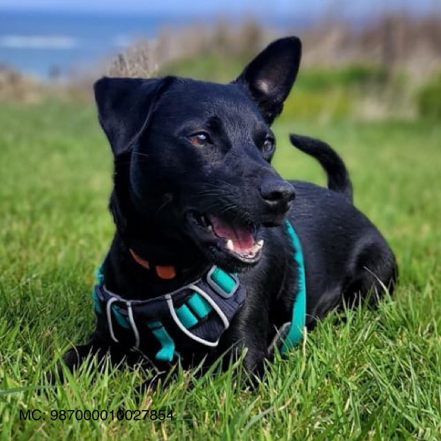 Archie’s adoption sadly didn’t work out so he’s back with his fosterer and doing great According to his foster mum, Archie is a great little house guest, a pleasure to hang out with once his little quirks are understood and respected 1/5