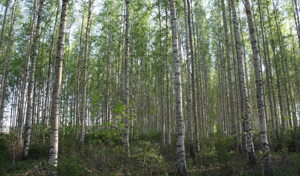 A benefit of birch, stemming from its physiology, is that it can be planted on land that would not be suitable for other broadleaf species. Find out more here bit.ly/44sC1zz @teagascforestry