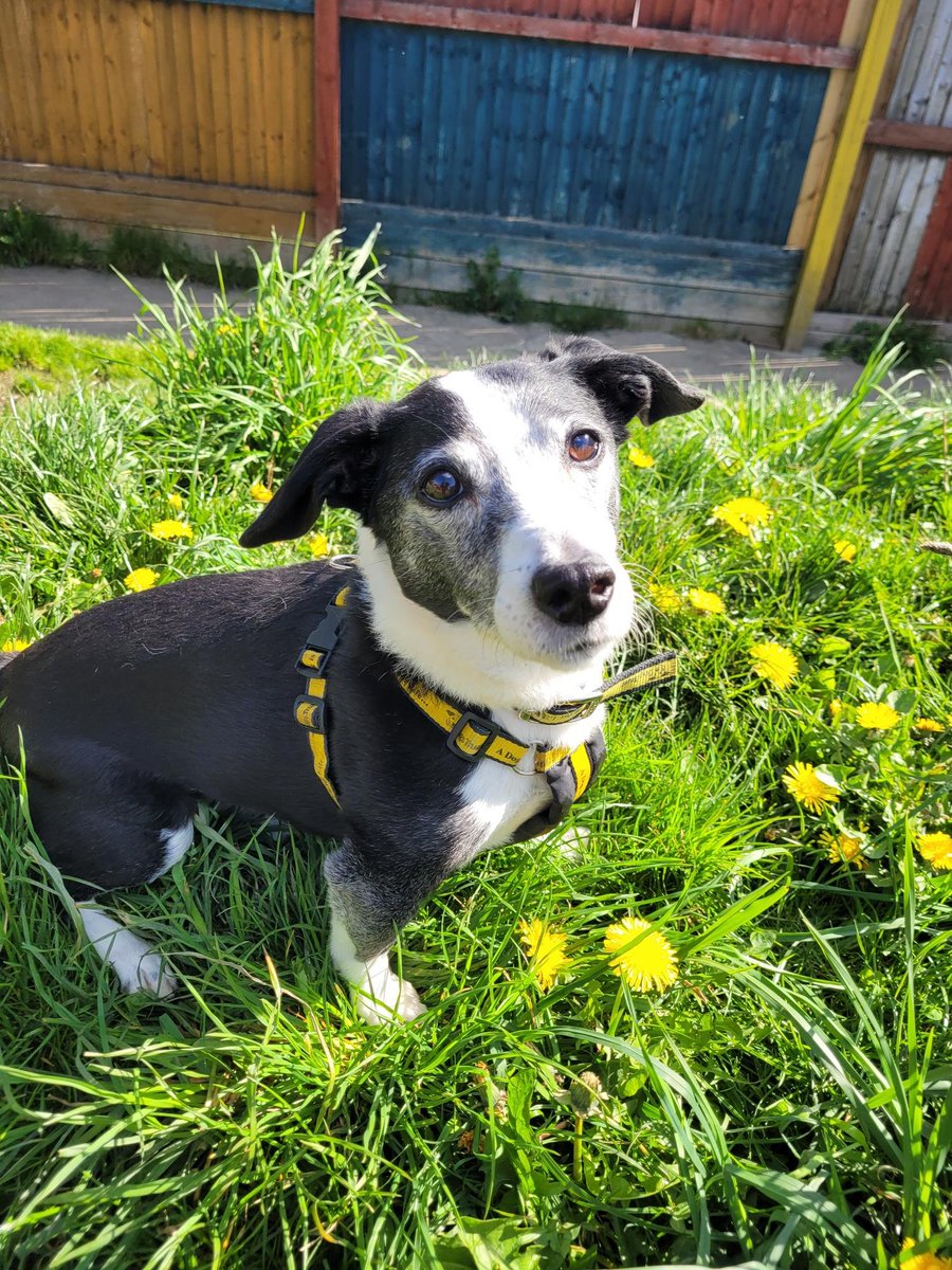 DogsTrust_IE's tweet photo. Norris was loving the sunshine and exploring in the long grass!

Why not go explore his profile and see if he could be the dog for you? https://t.co/Aa2vnpIDWw

#NorrisTheExplorer #SummerFun https://t.co/4JnLllhK3R