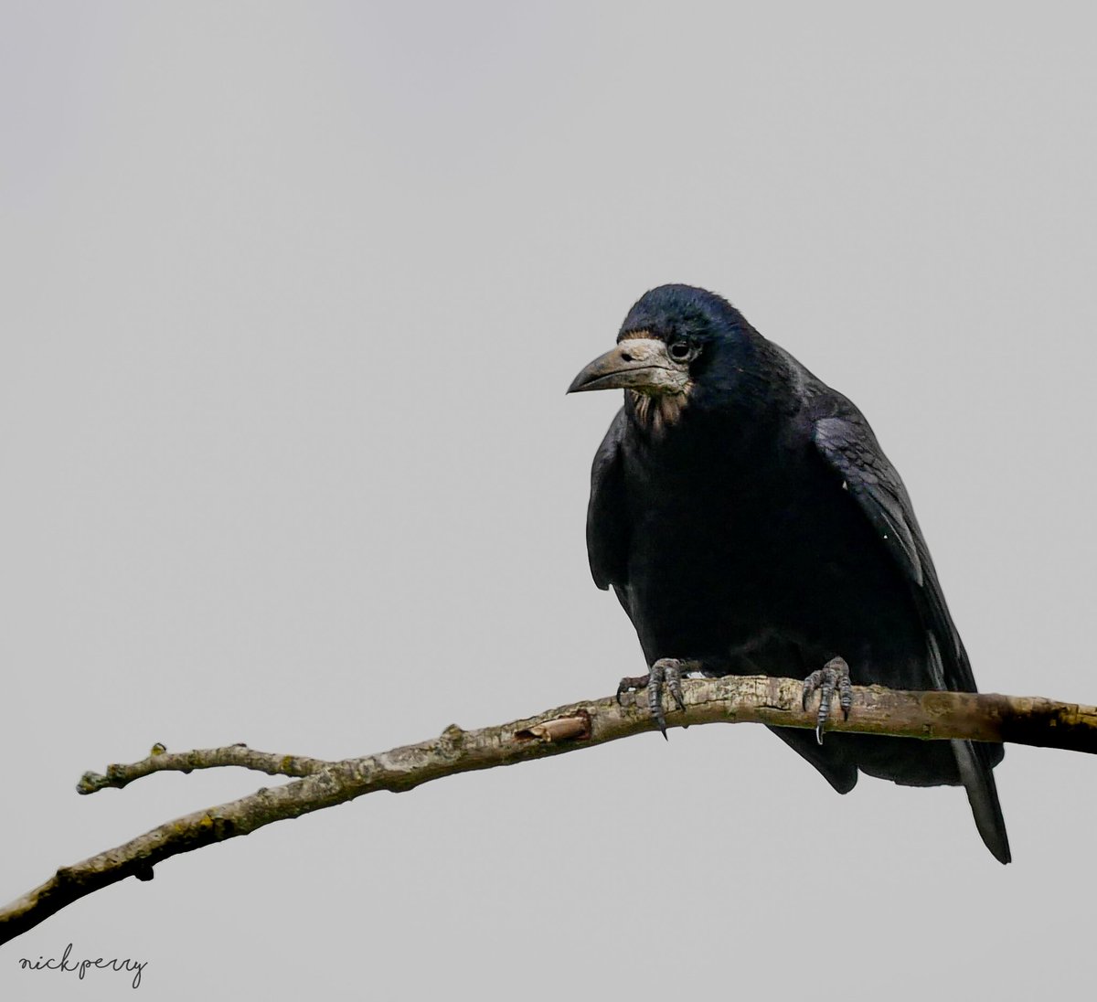 Good morning guys👋 A Rook for #ThursJay 😎 #TwitterNatureCommunity #TwitterNaturePhotography #ThePhotoHour #NatureTherapy🏴󠁧󠁢󠁷󠁬󠁳󠁿