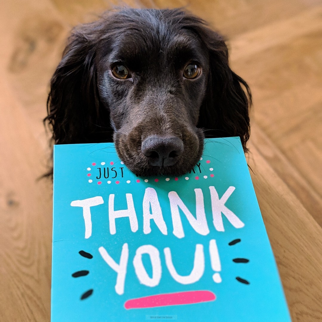 Today is 'an opportunity to thank the people on your street, in your block of flats & all those (unsung heroes/local legends); the volunteers, teachers, carers who go the extra mile for us.' - thankyouday.org.uk

#homesittersltd #ThankYou #ThankYouDay #Thanks #GivingThanks
