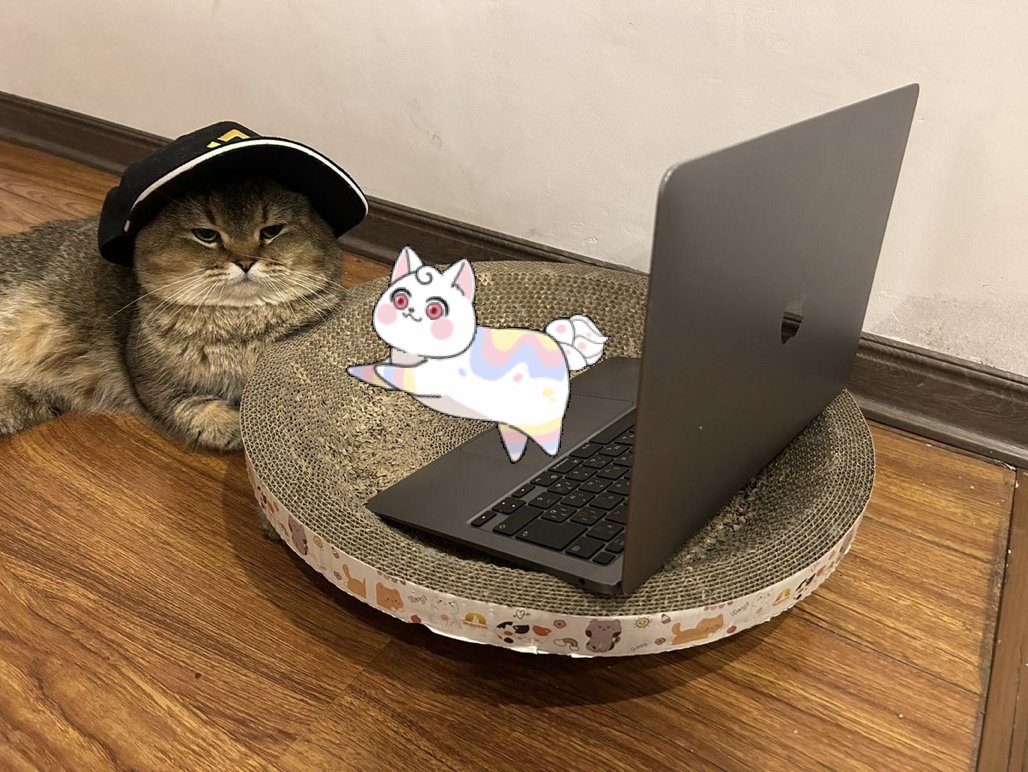 Catizen tweet media