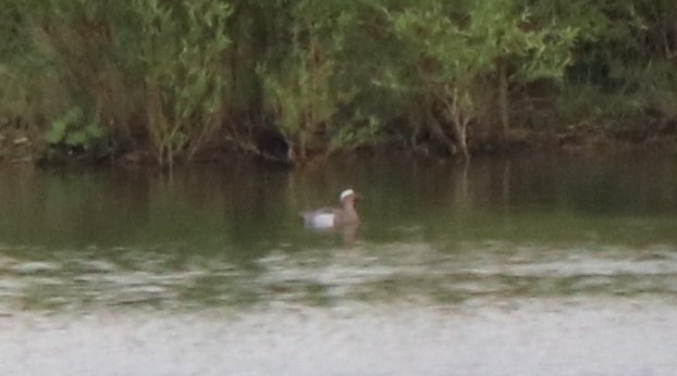ChrisRuisB's tweet photo. Drake garganey briefly on Dernford Reservoir this morning @CambsBirdClub https://t.co/N1ImQfIbdx