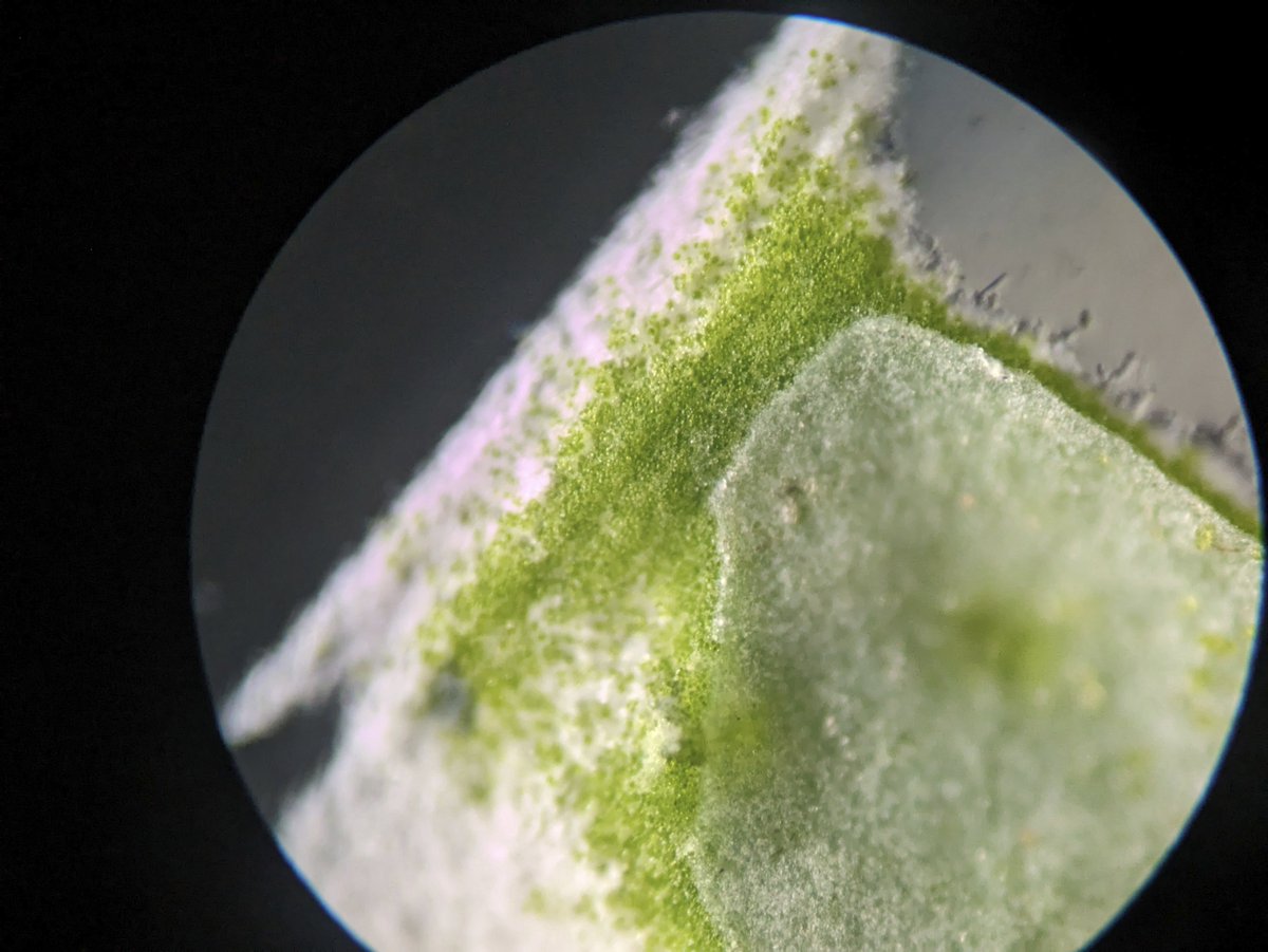 ちゃんとした顕微鏡を少し借りられたので切片を観察しました。x100
相変わらず切り方下手ですが、上皮層、藻類層、髄層がよく分かります。
特に藻類の粒がよく見え、びっしり絡まる菌糸も分かり、聞いていた通りだと感動しました。

#地衣類 #lichen 2024.04