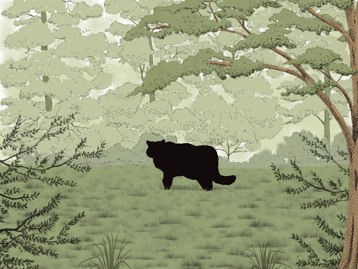 @UniofExeter has launched a survey to better understand public attitudes to the possible reintroduction of wildcats in the South West. Open to SW residents until 9am 23/05, takes approx. 15 mins to complete 👉 buff.ly/3Qm8kdp Illustration: Liz Scott Art #ConnectToNature