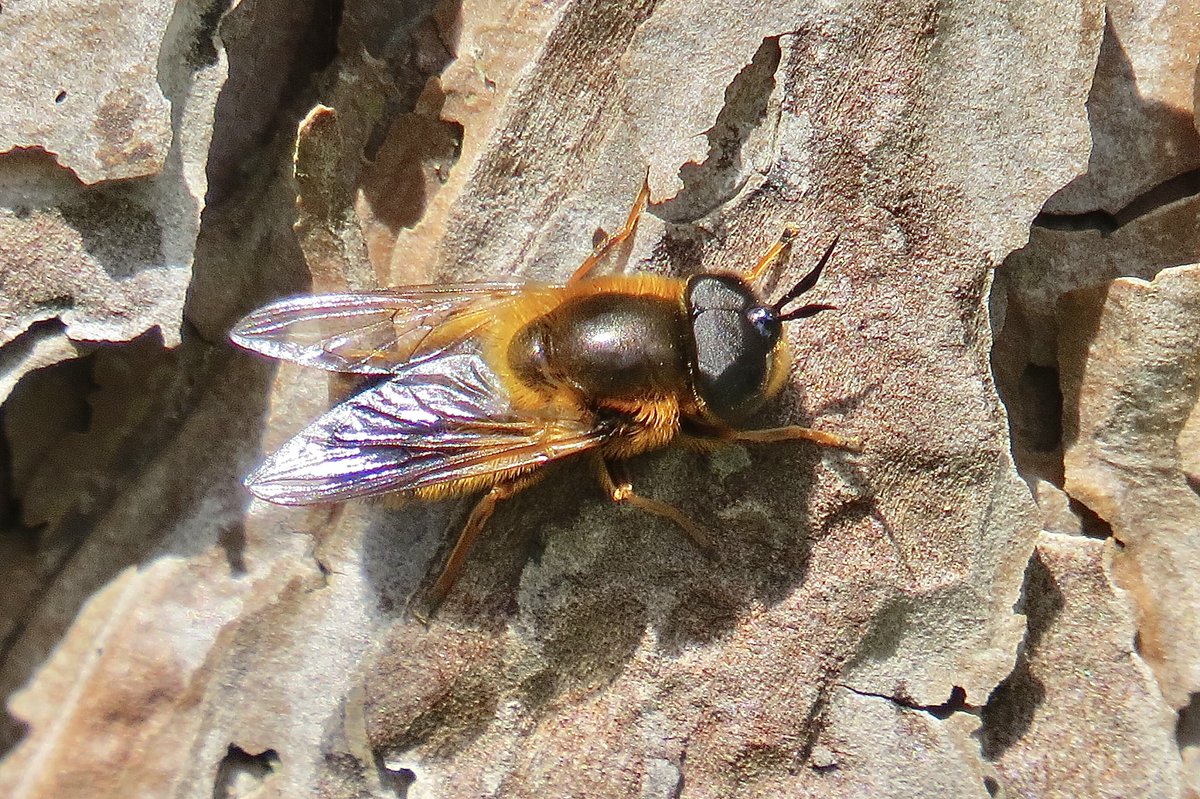 Fantastic to find the Pine Long-horned Hoverfly, Callicera rufa, again at Formby, Merseyside this week. This is the fifth year that the species has been present at this site. A fantastic insect @tanyptera #syrphids #diptera @StevenFalk1