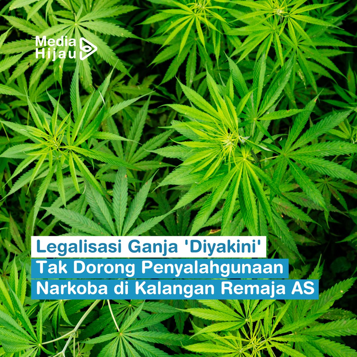 Gelombang legalisasi ganja memicu perdebatan terhadap kaum muda di AS.

Follow @mediahijaucom untuk tau tren terbaru #greenlifestyle dan #perubahaniklim 🌱

#genz #perubahaniklim #greenlifestyle #gayahiduphijau #gayahidupterbarukan #ganja #remaja #amerikaserikat