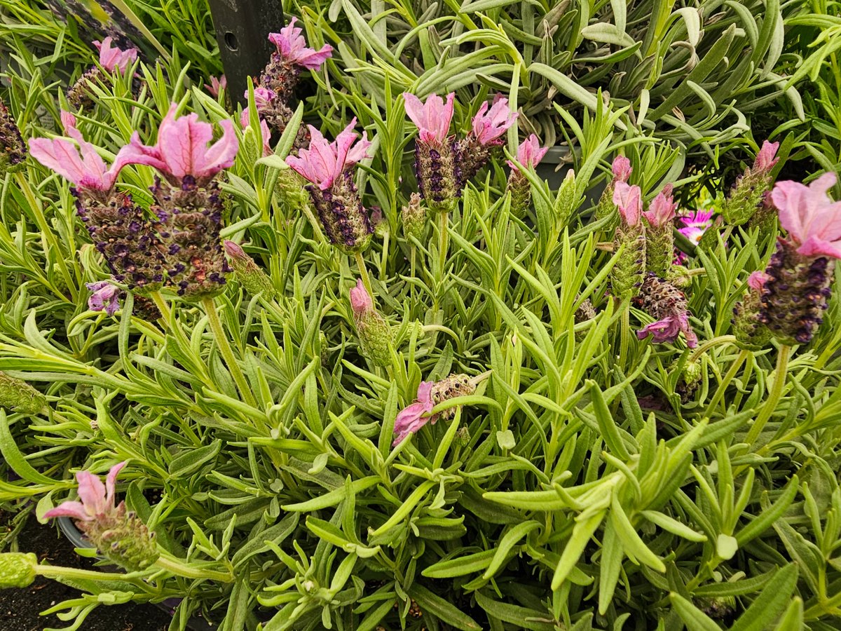 WoodbankGarden's tweet photo. 🪻**Calling all lavender lovers! **🪻
Bloomin' beautiful lavender is in stock!🪻
French Lavender
English Lavender
Visit us today and let the lavender magic begin!🪻
#lavender #purple #gardening #lavendertrees #lavenderplants #lavenderlove #lavendergarden #lavenderblooms https://t.co/sYrMFHjHf7