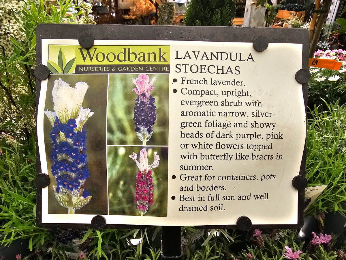WoodbankGarden's tweet photo. 🪻**Calling all lavender lovers! **🪻
Bloomin' beautiful lavender is in stock!🪻
French Lavender
English Lavender
Visit us today and let the lavender magic begin!🪻
#lavender #purple #gardening #lavendertrees #lavenderplants #lavenderlove #lavendergarden #lavenderblooms https://t.co/sYrMFHjHf7
