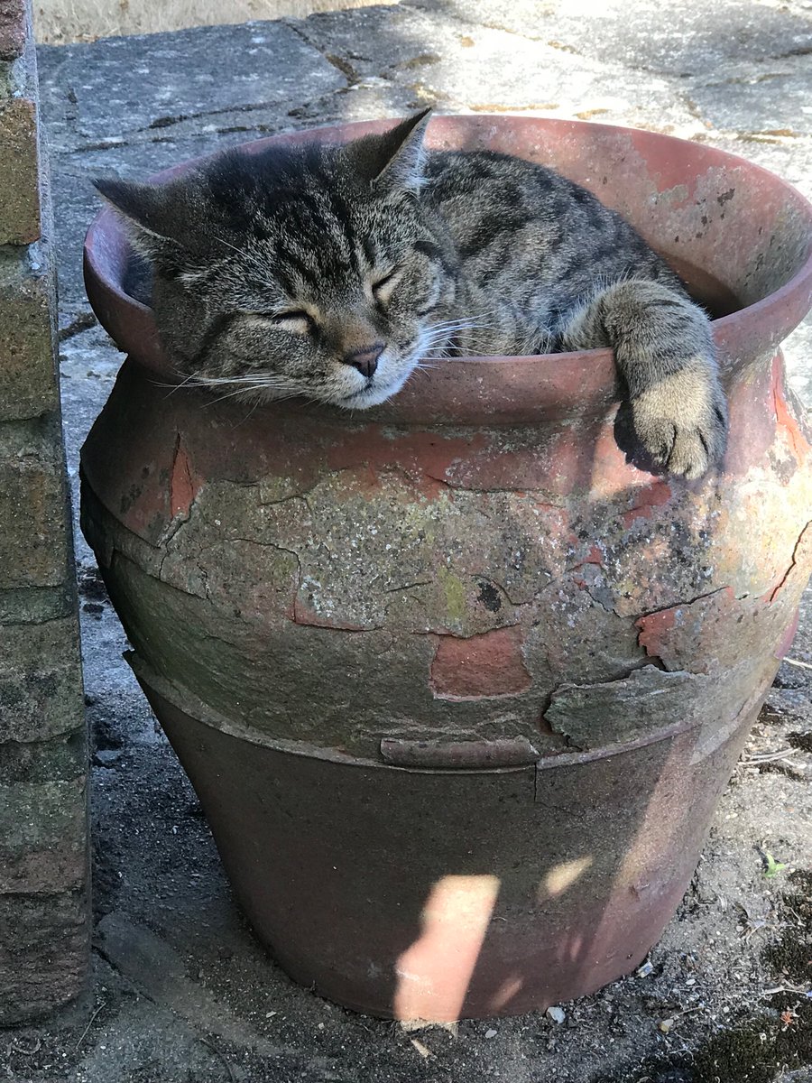 😺 #ThrowbackThursday to when I auditioned to be a flowerpot man.😹 #BillAndBen #Catsoftwitter #Cats #Tabby