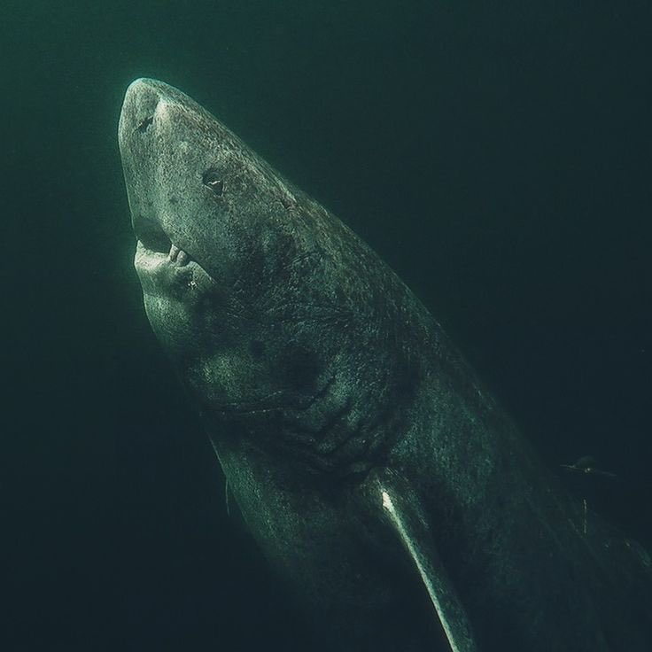 🚨 Voici un requin du Groenland âgé de 392 ans en 2019, errant dans les eaux glaciales de l'océan Arctique depuis 1627.

Ce qui en fait le vertébré ayant 'la plus longue durée de vie' sur Terre selon Julius Nielsen, biologiste marin de l'Université de Copenhague. 🦈 (via Maxi…