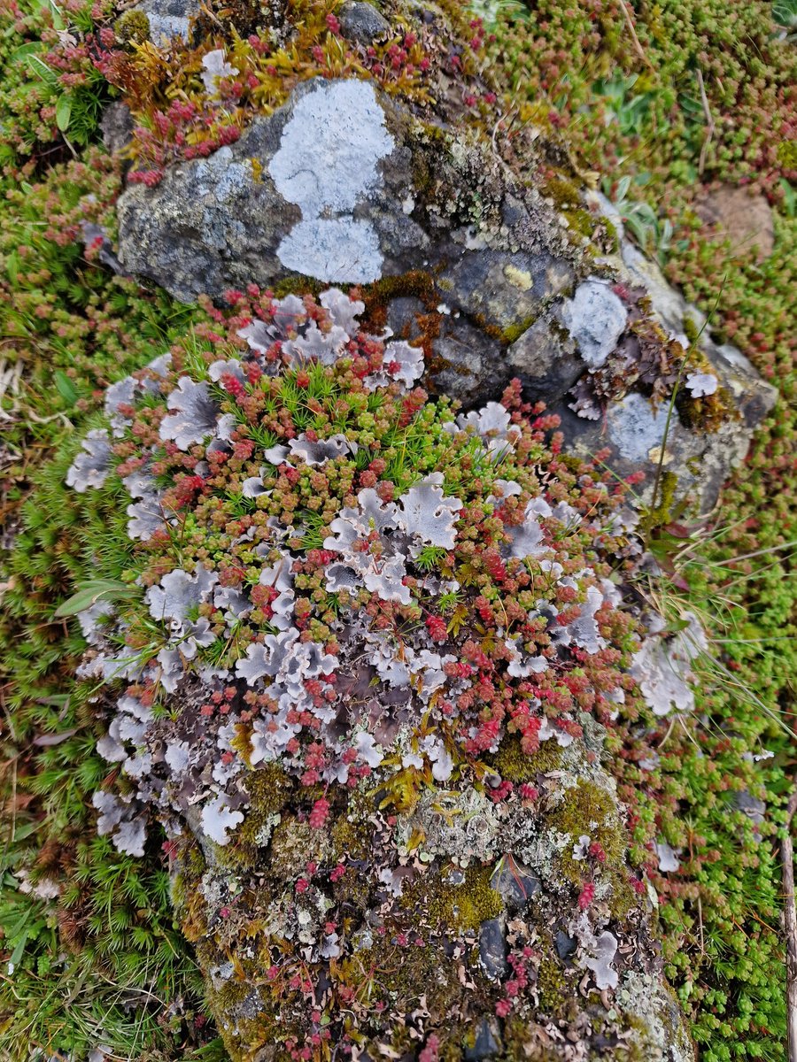 How beautiful is this.... So much going on on that rock. #PauseLookSee #Lichens #Bryophytes #Moss #Nature