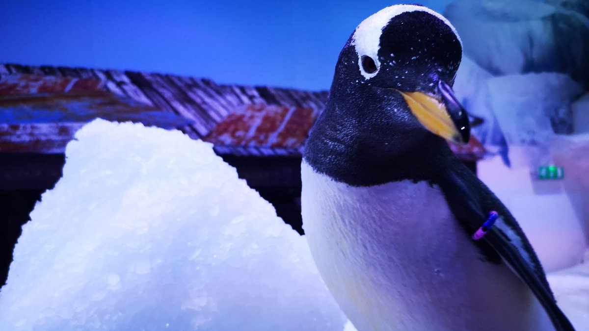 Today is #WorldPenguinDay 🐧 Celebrate this special day by visiting @TheDeepHull to see the cheeky Gentoo penguins, including a Kingdom of Ice Penguin Talk at 11:30am & 3:30pm. You can even p-p-p-pick up a penguin adoption pack! 👉 loom.ly/lNy8-Z0 #MustBeHull