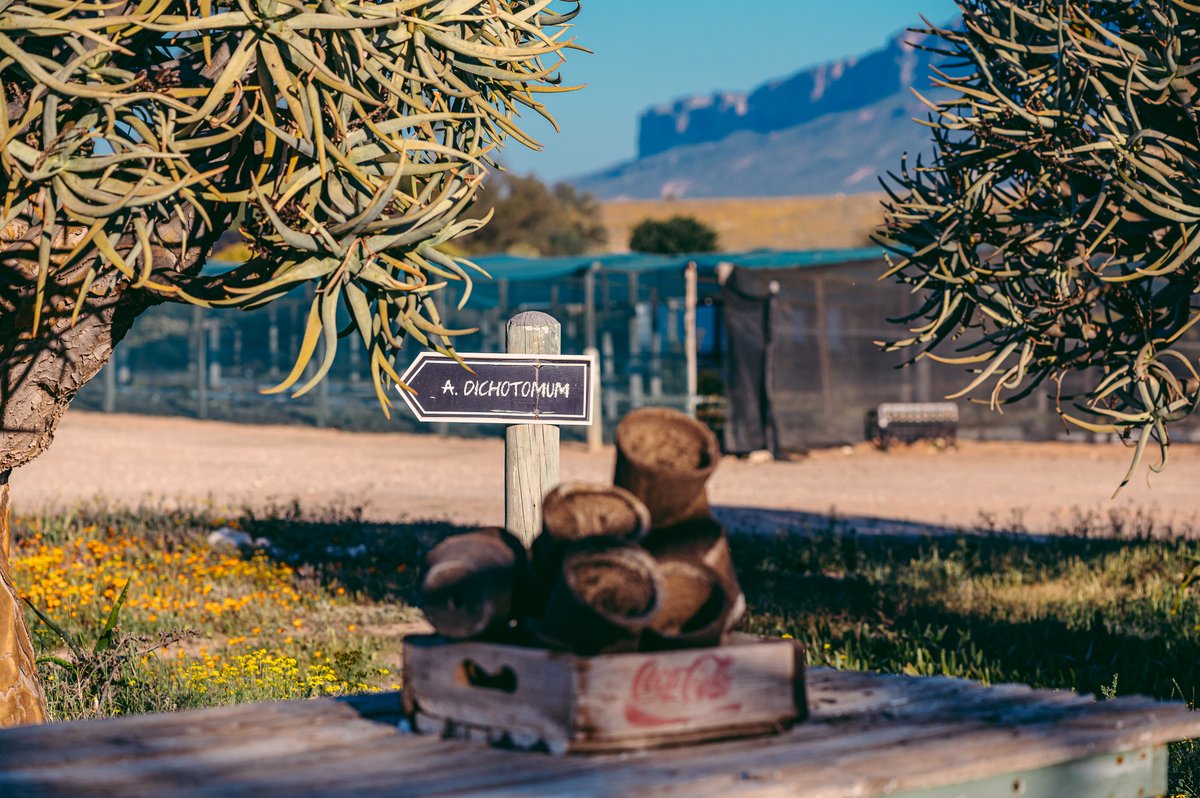 Kokerbome langs die Kwekery en Gastehuis. Maskam berg wat daar agter uitsteek.