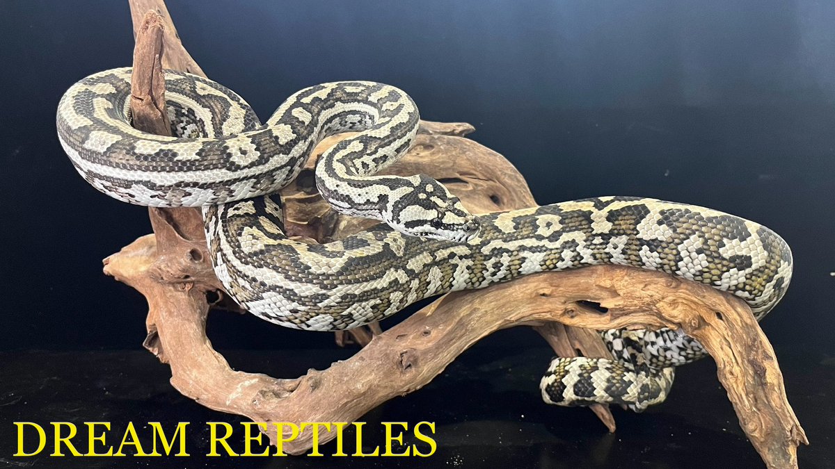 DREAM_REPTILES_ tweet picture