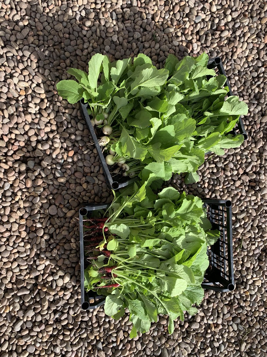 #ContiniKitchenGarden coming into bloom. So much produce but #radish favourite 🤩 #TheScottishCafe #grownforyou #sustainable