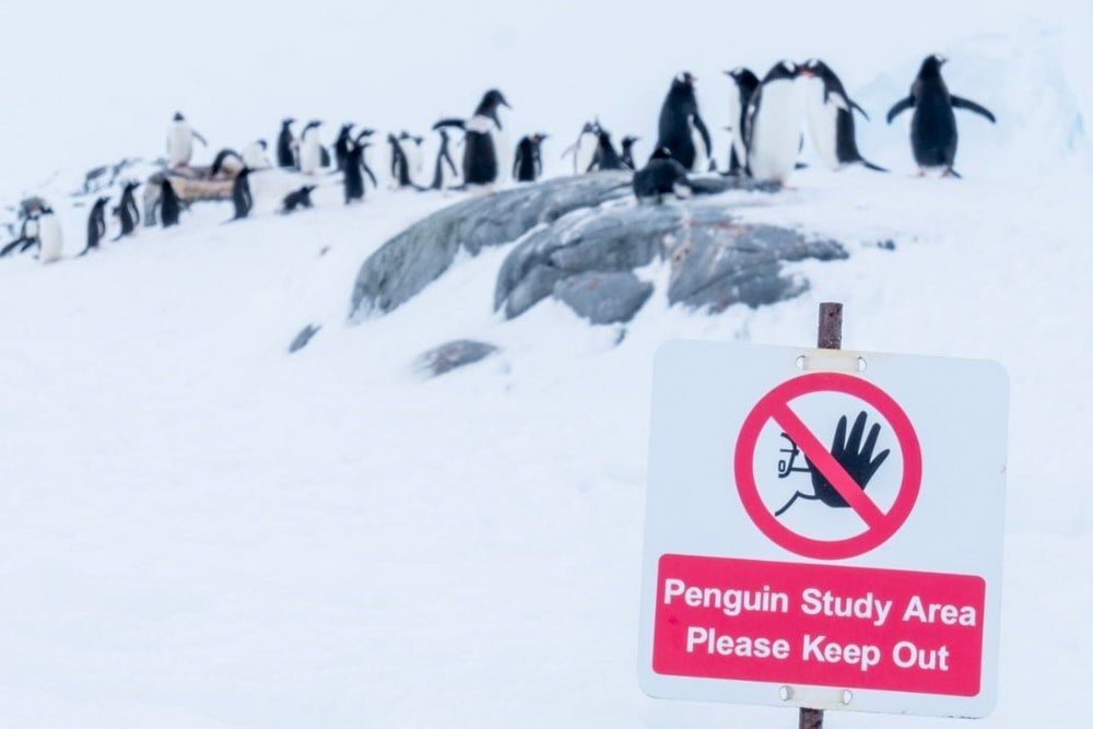 Happy World Penguin Day! 🎉 We’ve been surveying the colony at Port Lockroy since 1996. To celebrate #worldpenguinday, we compiled a list of the most interesting facts about gentoo penguins we've learnt over the years. Enjoy! 🐧 Read the blog post: ukaht.org/latest-news/20…