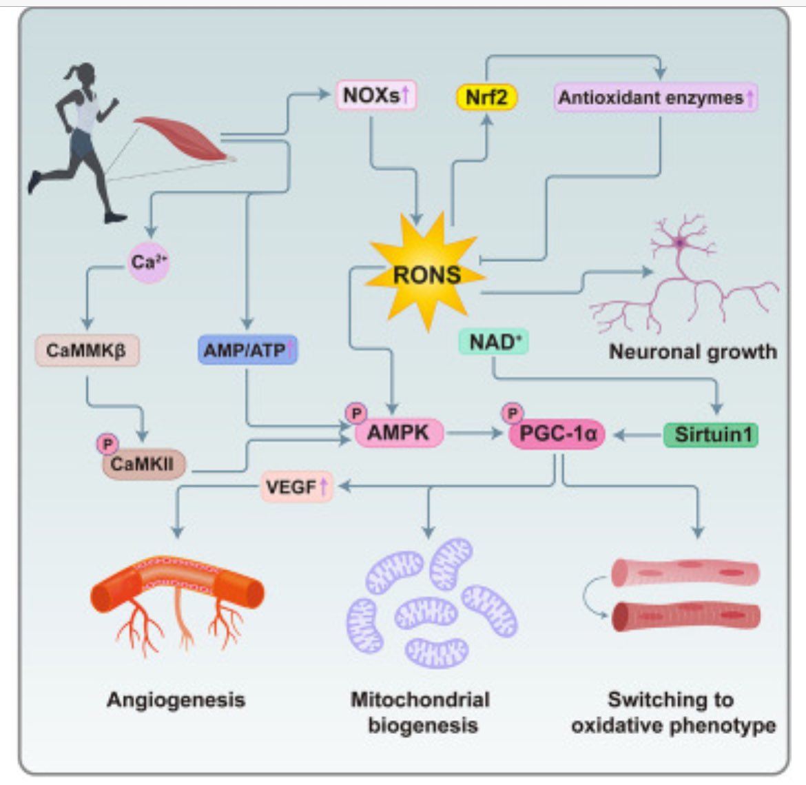 🚨 NEW PUBLICATION 🚨 Congratulations Prof Gareth Davison & collaborators on the publication of their review article in @iScience_CP @CellCellPress @CellPressNews👏👏 #BiologicalSciences #CellularPhysiology #MolecularPhysiology #CellBiology Open Access👉cell.com/iscience/fullt…