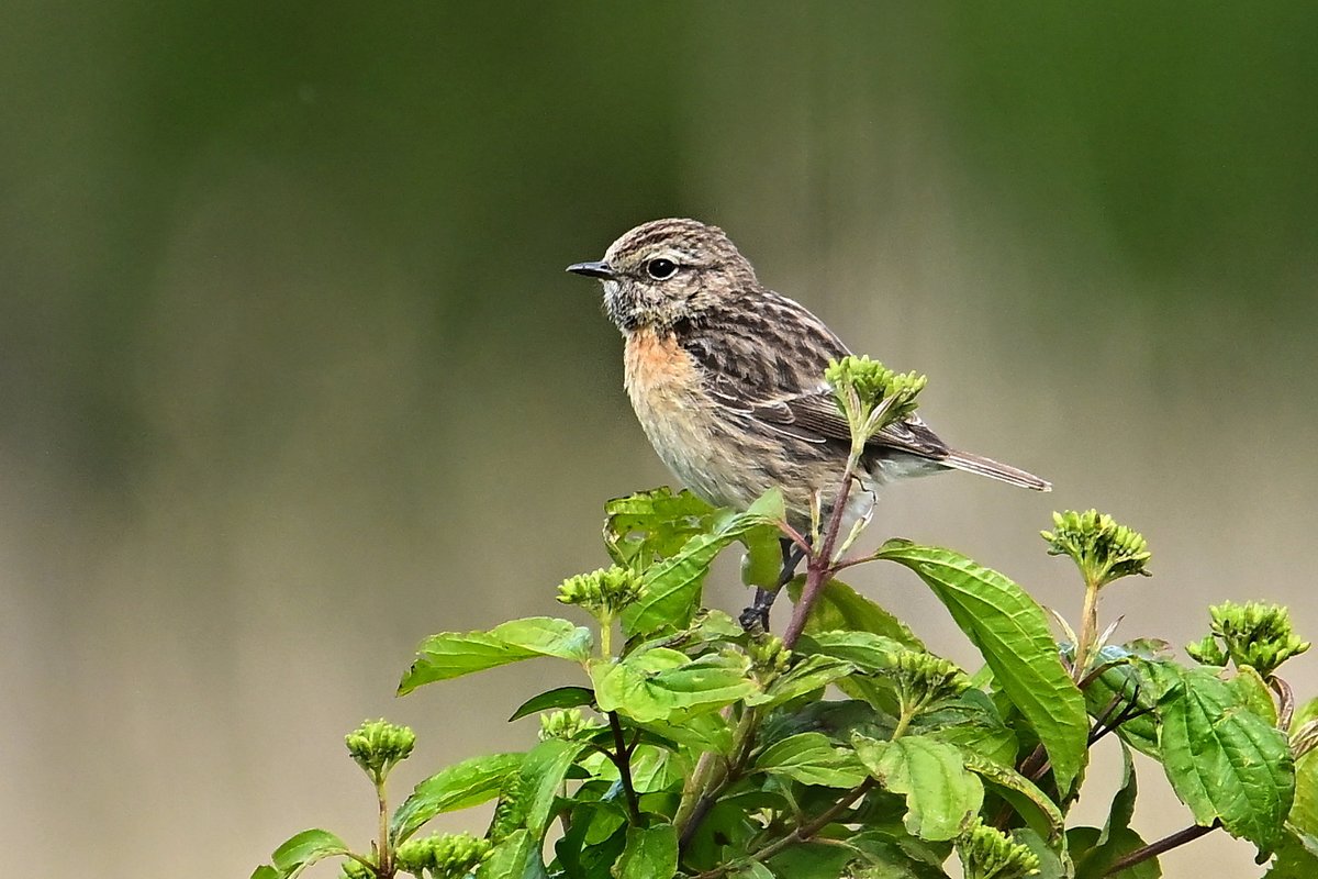 📷 Tarier pâtre - Saxicola rubicola - European Stonechat. #birds #oiseau #nature #NaturePhotography #BirdTwitter