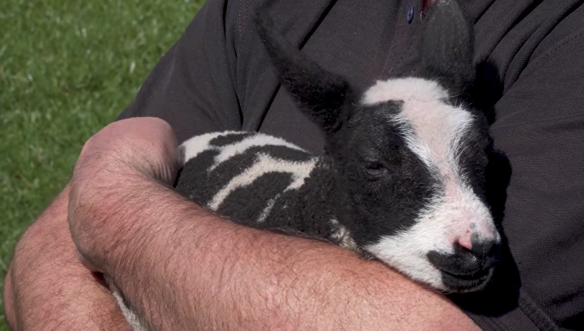 Take a look back to 2019, when we introduced the Dutch Spotted breed to the farm. The special moment we brought Vincent home and got our very first lambs, is being revisited on tonight's episode of A Yorkshire Farm, 7pm, @channel5_tv. Throwback video: facebook.com/CannonHallFarm…