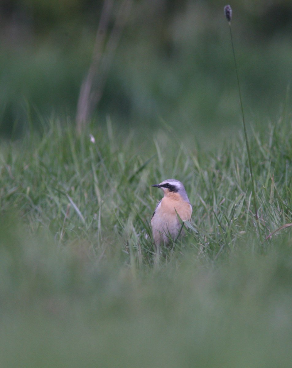 Nice view of a wheatear over at fobbing marsh yesterday morning @EssexBirdNews @EssexWildlife @bto