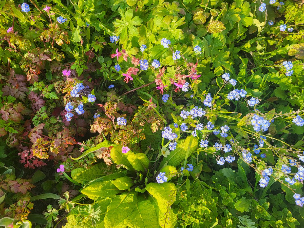 Spring flowers in the Walled Garden 🪻🌼🌺 #TheBugFarm
