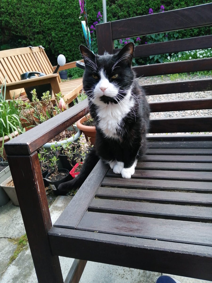 Missing cat, Lisnasharragh area of Belfast. Microchipped, 18 years old. A bit frail but otherwise healthy. Answers to Rocky. @Briansmyth99 @SeamasBelfast @EricHanvey2 @CllrMichaelLong I'm sorry I only really follow you guys as big names in the area could you retweet please?