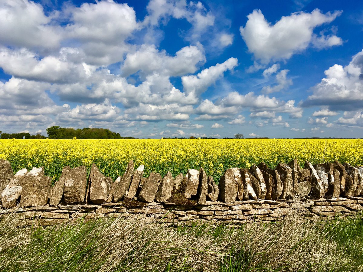 The yellows of TheCotswolds at this time of year are so vibrant #countryliving
