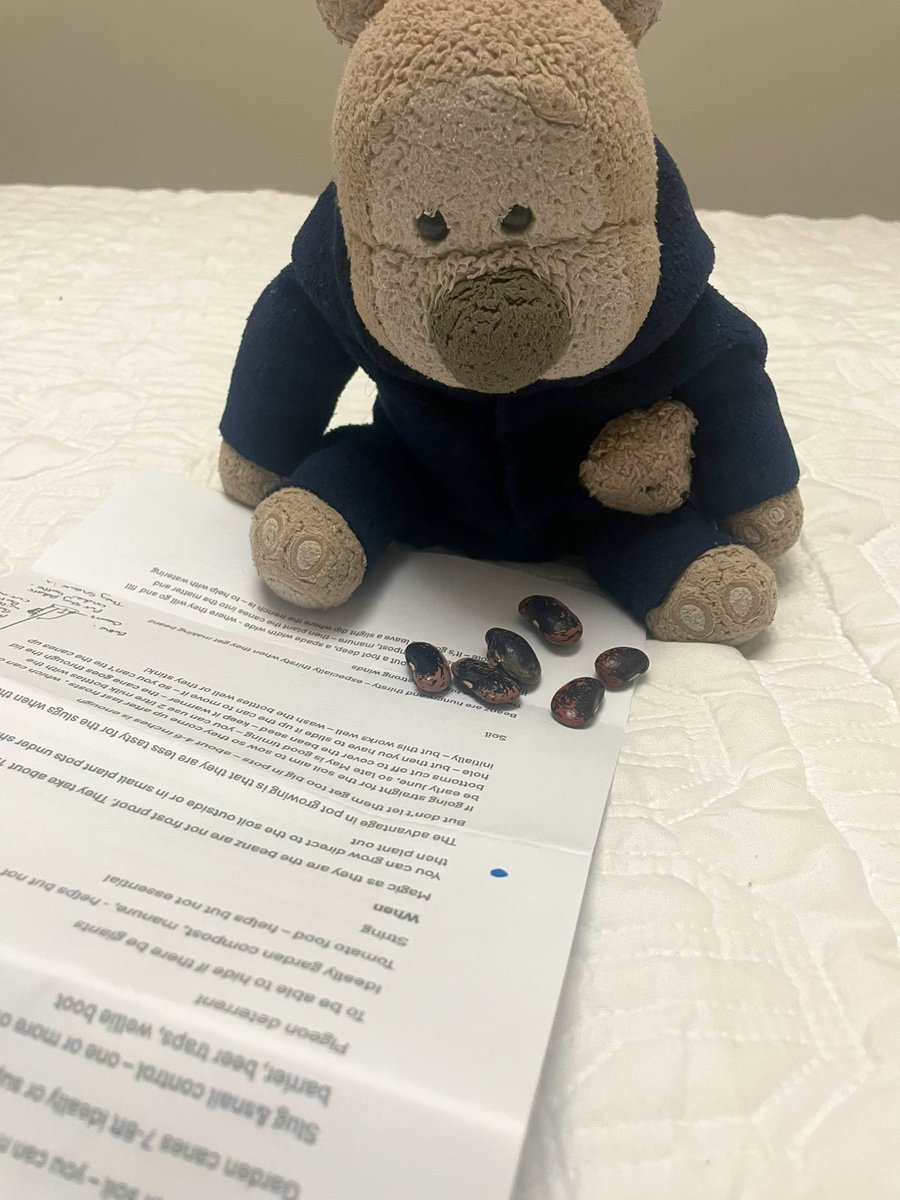 Thank you so much <a href="/chomper_TC/">chomper b 🇺🇦</a> for our magic beans, we can’t wait to start planting them and see if we can yield a good harvest 🫘 hopefully no giants though 🤣 
#TedmundAndTheBeanstalk