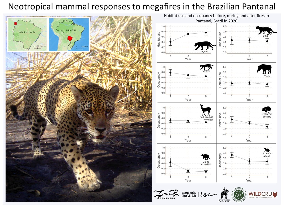 A new paper led by @ChioBZ with WildCRU co-authors explores the effects of human-caused fires on 8 #mammal species in the Brazilian #Pantanal. Giant armadillo habitat use declined the most after severe 2020 fires, while #jaguar occupancy increased. See: bit.ly/3Jy97UY