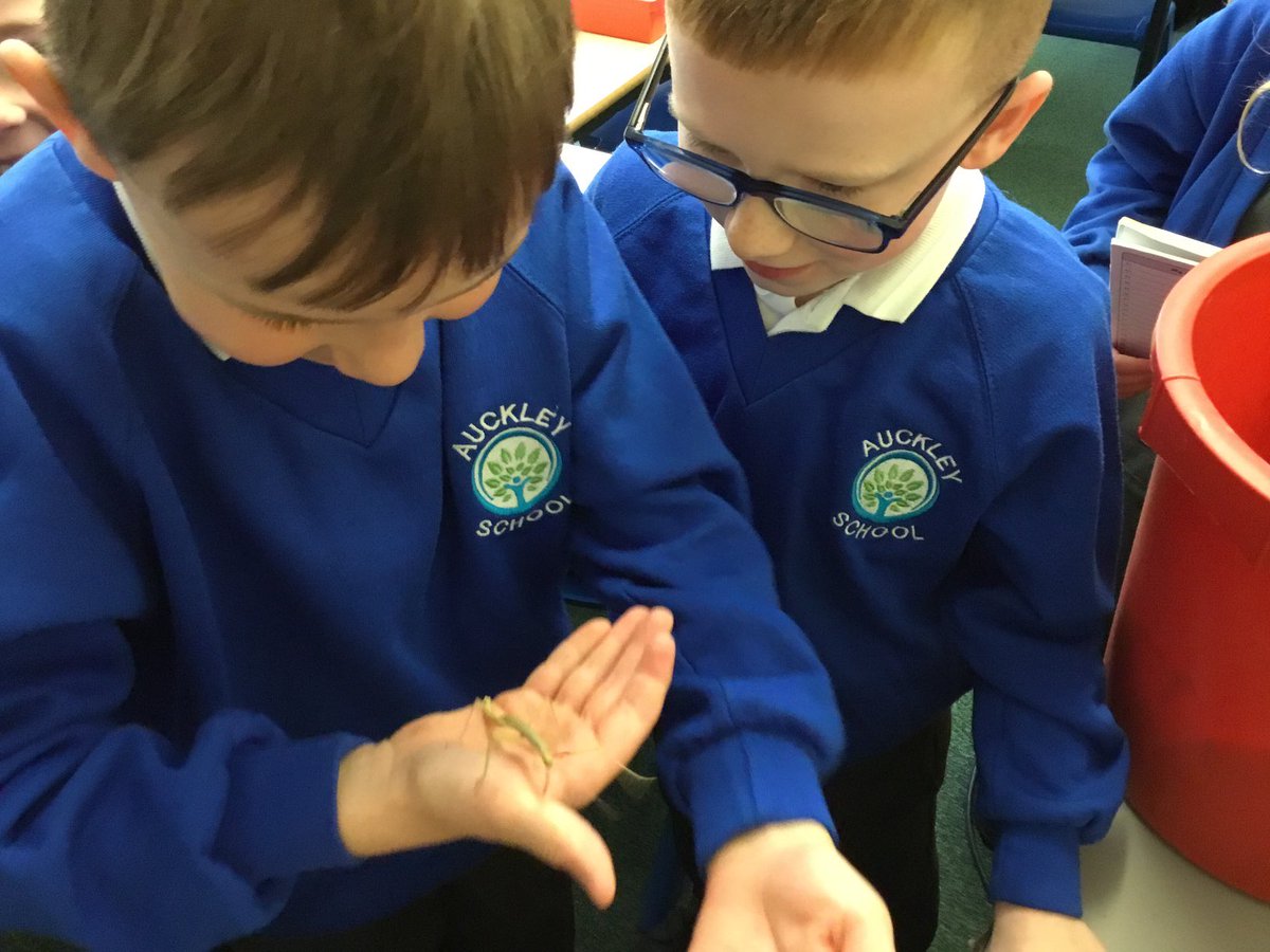 Y2Auckleyschool's tweet photo. Year 2 are taking good care of our stick insects. We enjoyed holding them this morning and we couldn’t believe how quickly they can move! #caringfornature https://t.co/PHeyUU3qQU