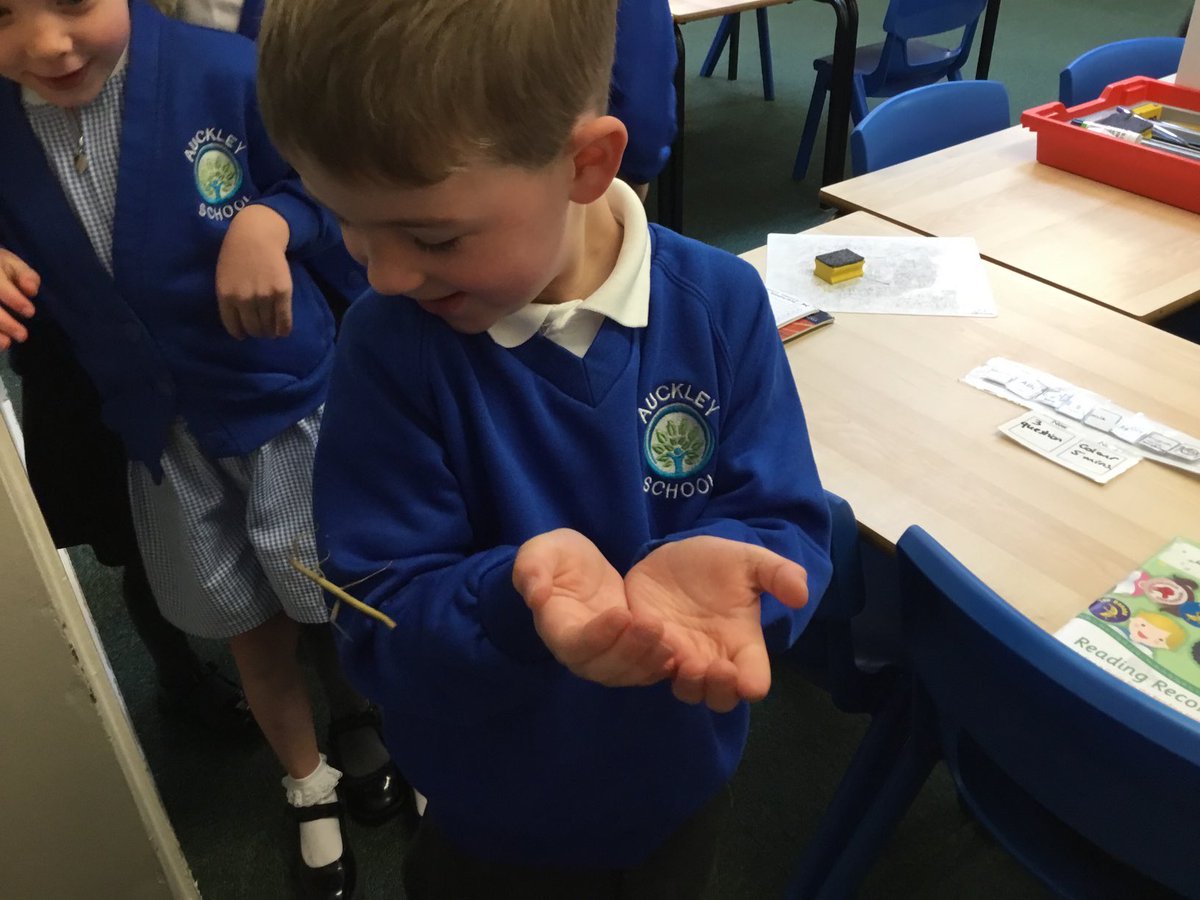 Y2Auckleyschool's tweet photo. Year 2 are taking good care of our stick insects. We enjoyed holding them this morning and we couldn’t believe how quickly they can move! #caringfornature https://t.co/PHeyUU3qQU