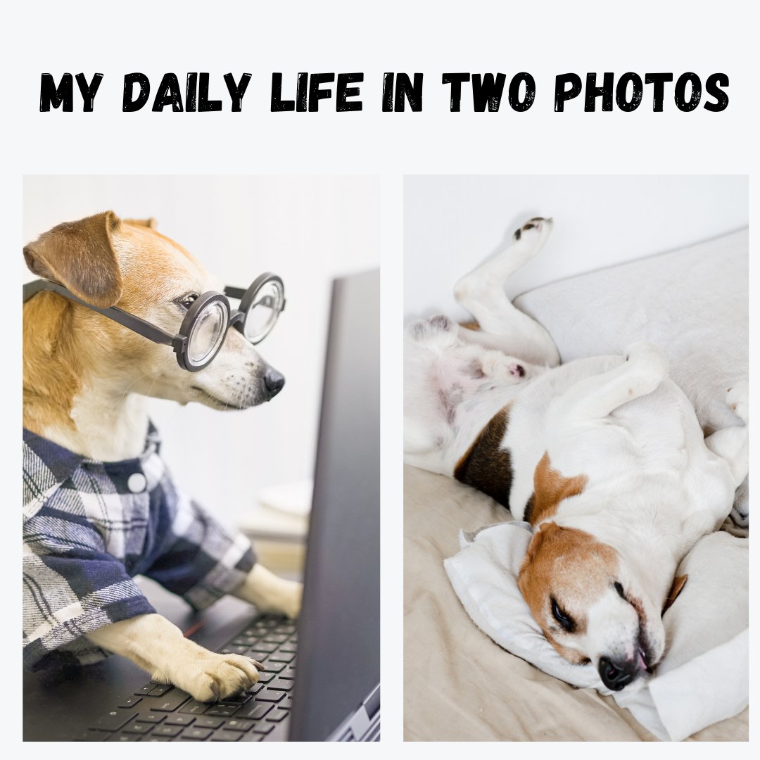 My daily routine 🤣

#Dogexpress #Celebratingdoglove #Doglovers #Dogowners #lovemydog #doglove #doglife🐾 #DailyRoutineWork #dogsleeping #dogworking #dogmeme #lovemydog #doginocent #dogsofinsta #petstagram #dogstagram #dogsofinstagram