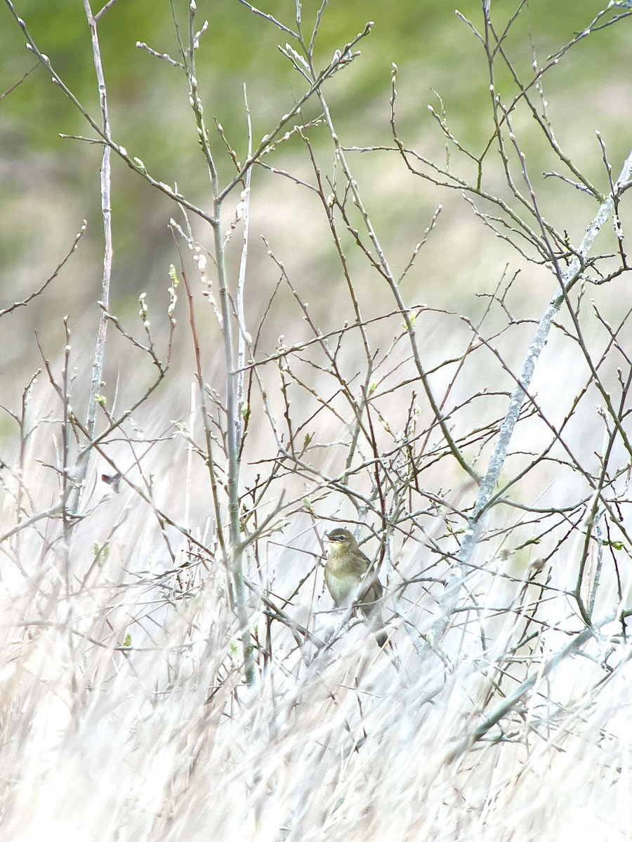 Birds of habit. 
This Grasshopper Warbler has definitely found its favourite singing spot. Luckily for us it’s just above the grass and not tucked away.
#Derbyshirebirdtours