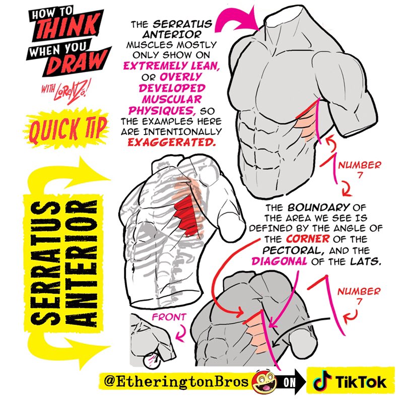 SERRATUS ANTERIOR! PLUS I’ve just posted a tutorial on ARMS over on TIKTOK ( handle: EtheringtonBros ) - hope it’s useful! Lorenzo! #anime #manga #comicart #conceptart #gamedev #animationdev #gameart #tutorial #illustration #art #drawing #characterdesign #visdev