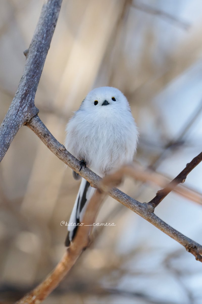 今日はもふ曜日