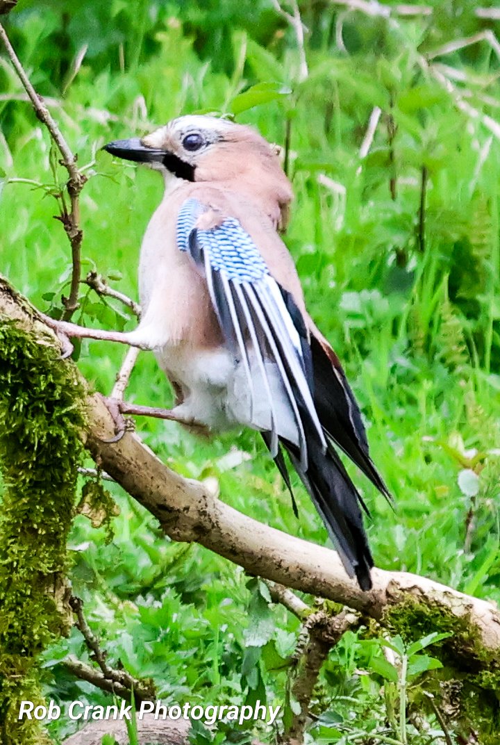 It must be #ThursJay so here is a colourful one coming over to pinch some monkey nuts & peanuts. This cheeky one are the peanuts and took the monkey nuts and buried them nearby for later.
#canonphotography #birds #birdphotography #NaturePhotography #Jays