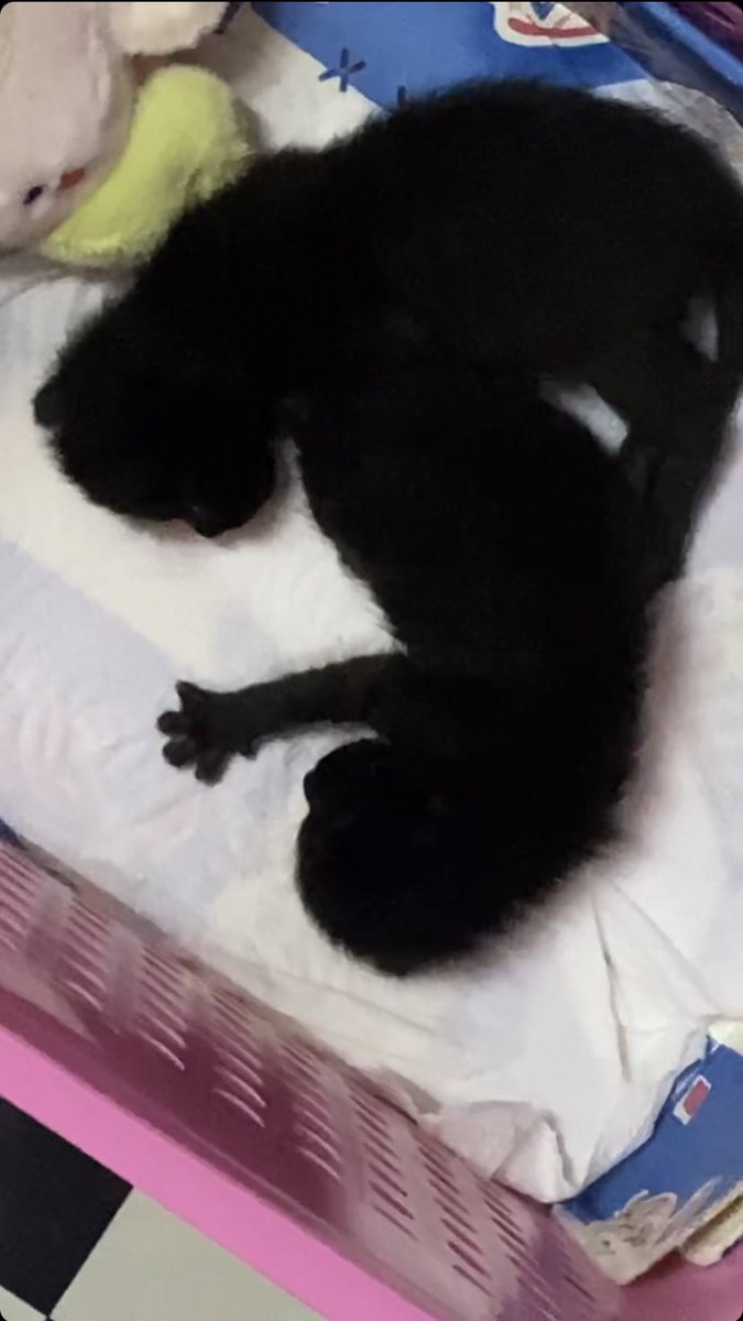 dearp 🤍⛓ (`⊗﹁◓´) I21 ;@CA11 tweet media