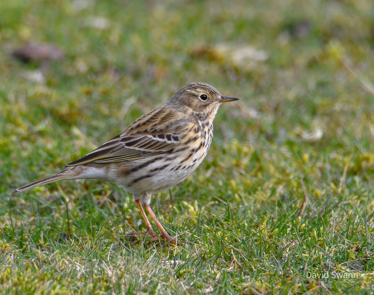 Meadow Pipit. @Natures_Voice @NorthYorkMoors @YorksWildlife @WoodlandTrust @nybirdnews