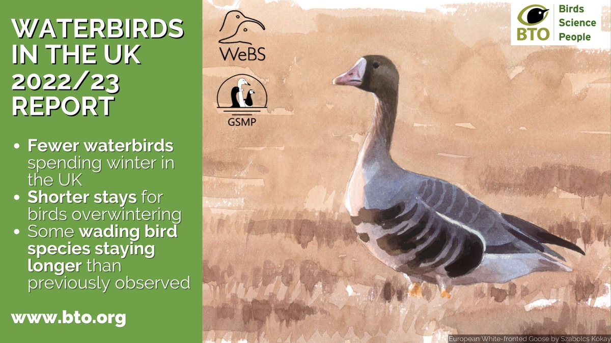 1) News just in! 🦆🦢The 2022/23 Waterbirds in the UK report was released today showing fewer ducks, geese, swans and wader species are travelling to the UK as milder winters keep them in northern Europe. Discover the findings⬇️or read the #WeBSReport ➡️bit.ly/3WxpKrF