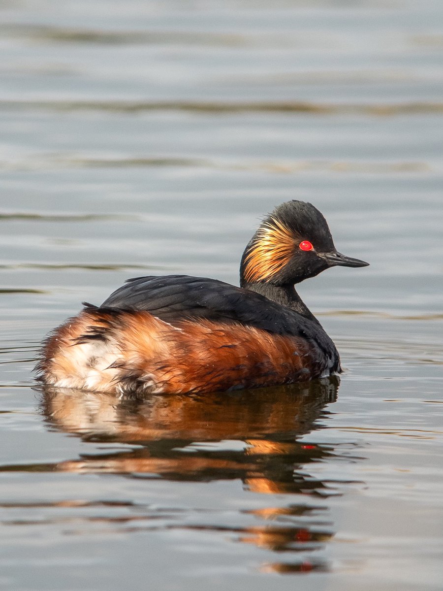 A beautiful summer plumaged Black Necked Grebe looking resplendent in the morning sun 😊 #digiscoping #kowascoping #Panasoniclumix #benrouk #manualfocus @KowaOptics @Benro_UK @LumixUSA